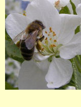 Яблоня (Pyrus malus L) Яблоня (Pyrus malus L)
